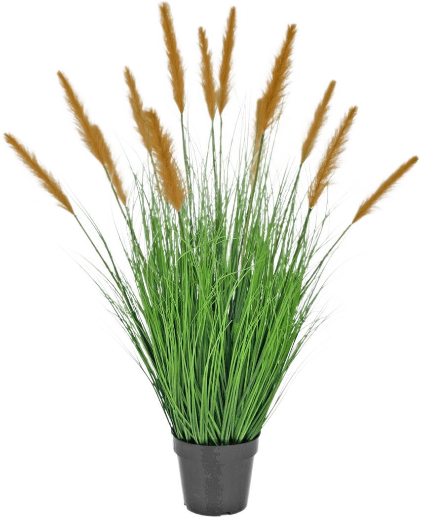 De Kunst Grasplant Struisriet 100 cm brandvertragend staat in een zwarte pot met hoge, grasachtige bladeren en lange bruine pluimen, die groene decoratie toevoegen tegen een effen witte achtergrond.