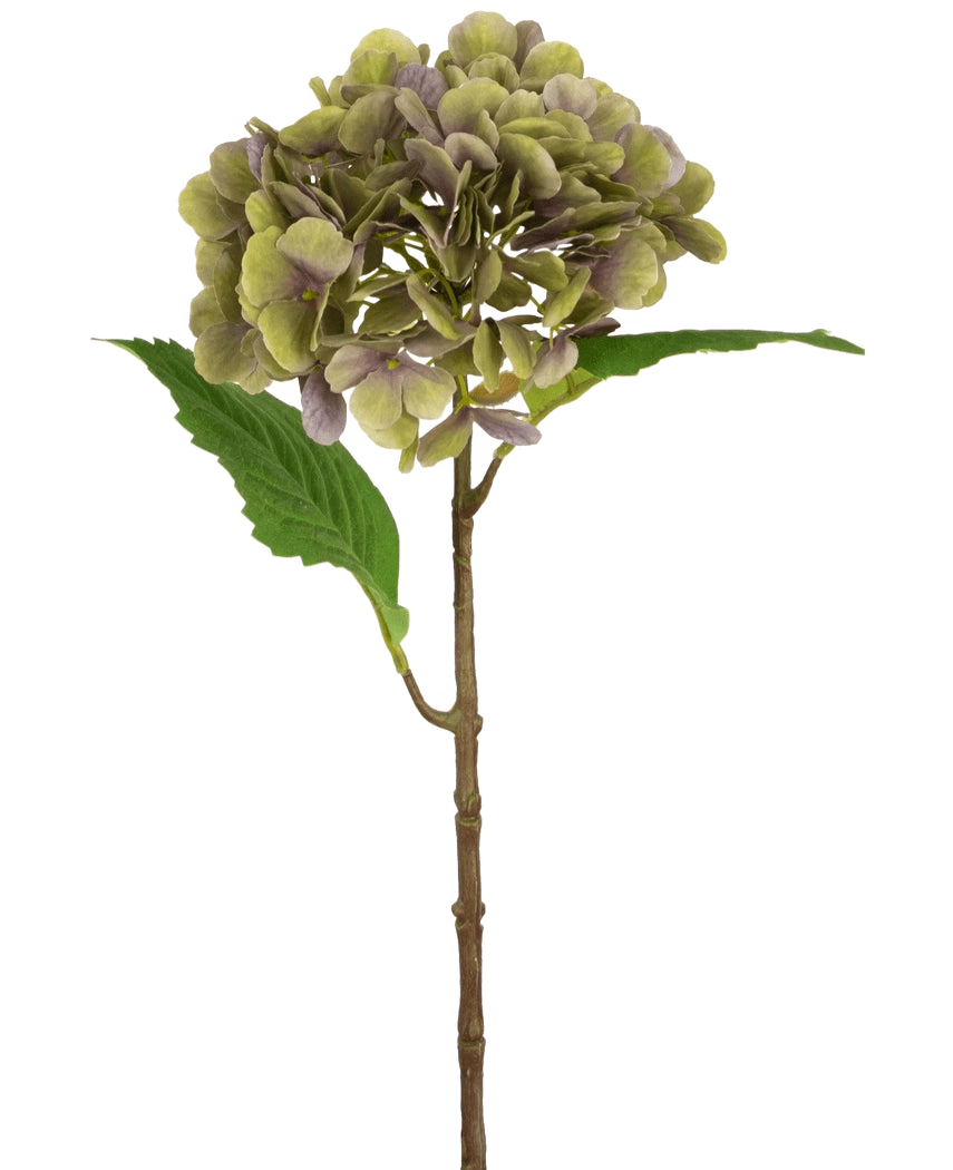 De Kunst Hortensia Deluxe 55 cm groen/paars heeft een enkele kunsthortensiastam met groene en paarse bloemblaadjes en twee groene bladeren op een effen witte achtergrond.