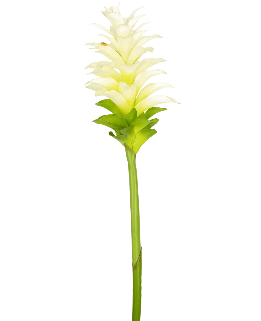 De Kunstbloem Turmeric 80 cm is een enkele kunstmatige geel-witte kurkuma bloem met gelaagde bloemblaadjes en een lange groene steel, geïsoleerd op een effen witte achtergrond.