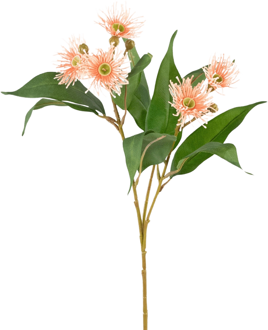 De Kunsttak Bloeiende Eucalyptus 62 cm oud roze heeft lange groene bladeren en ronde, piekerige lichtroze bloemen met gele hartjes, perfect als oud roze decoratie en afgebeeld geïsoleerd op een witte achtergrond.