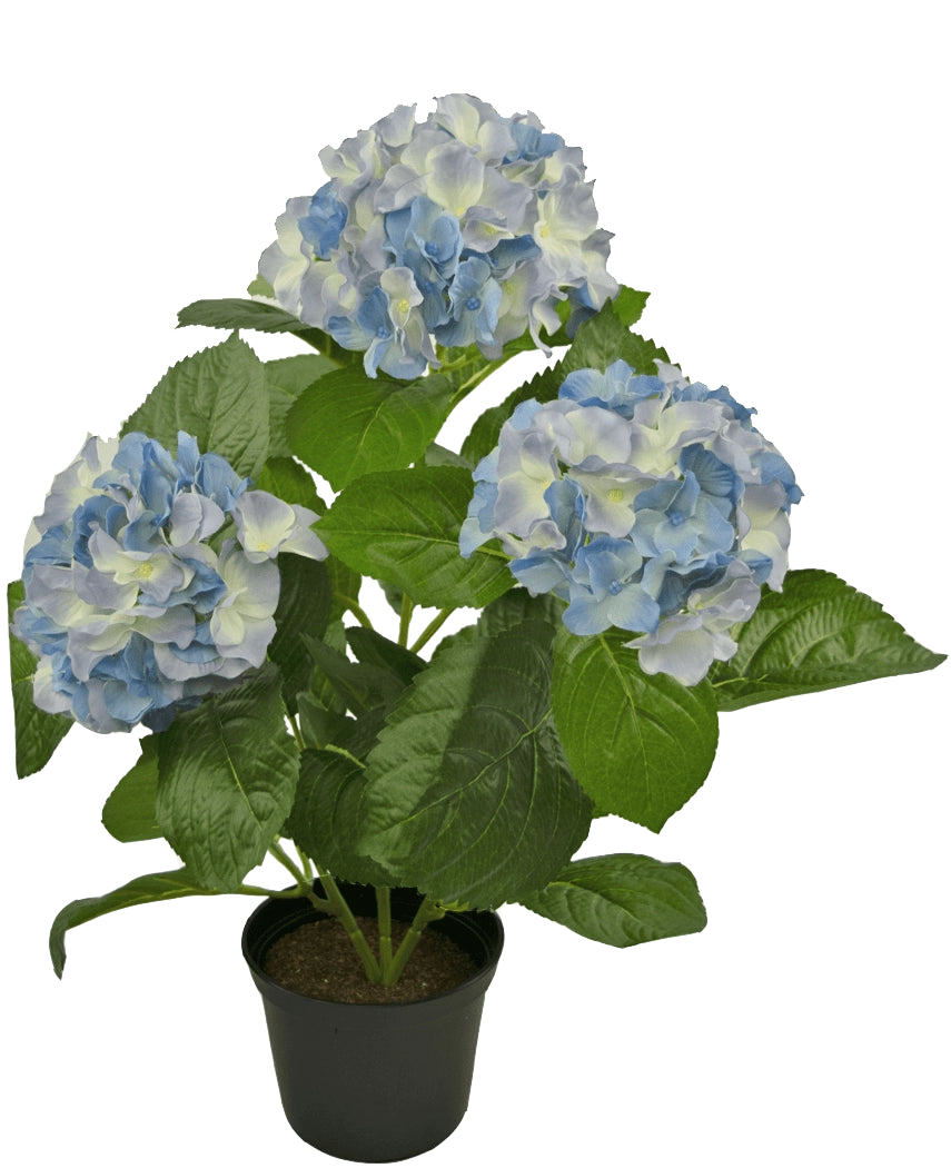 De Kunstplant Hortensia Blauw UV 35 cm heeft drie grote trossen lichtblauwe en witte bloemen met weelderige groene bladeren, gerangschikt in een pot tegen een effen witte achtergrond.