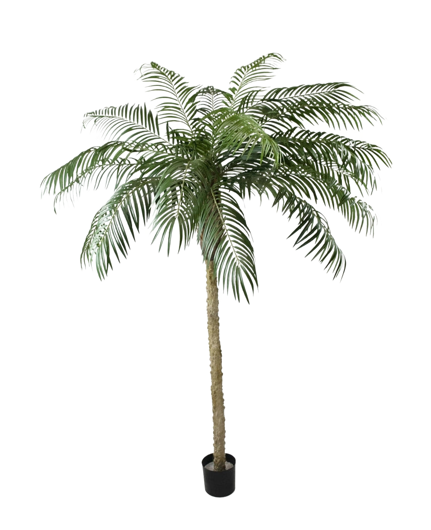 De Kunstpalm Phoenix De Luxe 250 cm heeft een gestructureerde stam en lange, gebogen groene bladeren in een kleine zwarte pot, tegen een effen witte achtergrond.