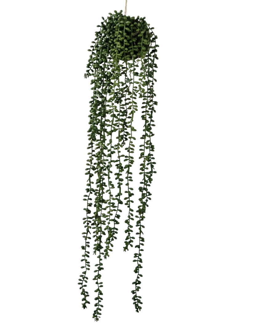 De Kunst hangplant Senecio bal 71 cm heeft lange, slingerende groene ranken die uit een ronde tros aan de bovenkant komen, perfect om groen toe te voegen tegen een effen witte achtergrond.