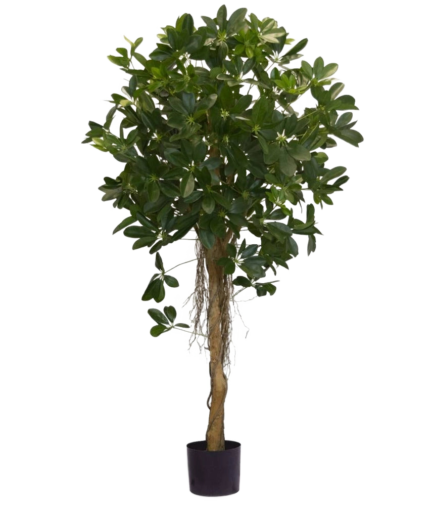 De Kunstplant Schefflera klein blad 150 cm heeft een hoge gedraaide stam en dichte trossen donkergroene bladeren tegen een effen witte achtergrond. Ideaal om een frisse toets aan je interieur te geven of om uit te stallen in stijlvolle sierpotten.