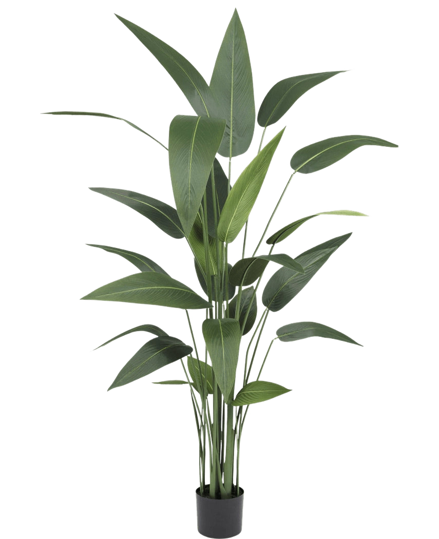 De Kunstplant Heliconia 160 cm heeft hoge, slanke groene bladeren op meerdere stelen in een kleine zwarte pot, waardoor het ideaal is om de weelderige schoonheid van grote kunstplanten in elke ruimte te brengen.