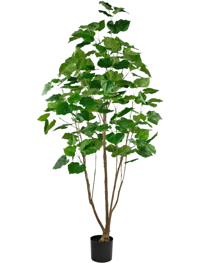 De Kunstplant Ficus 210 cm is een hoge kamerplant in pot met meerdere slanke bruine stengels en weelderige grote groene bladeren, tegen een effen witte achtergrond.