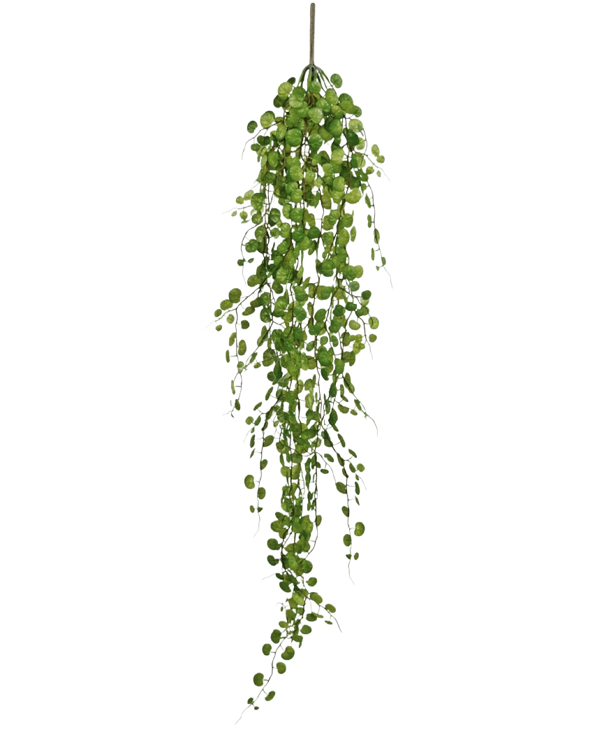 De Kunst hangplant Pumila 100 cm heeft een lange slingerende liaan met kleine, ronde groene blaadjes die aan een enkele stengel hangen, tegen een effen witte achtergrond.