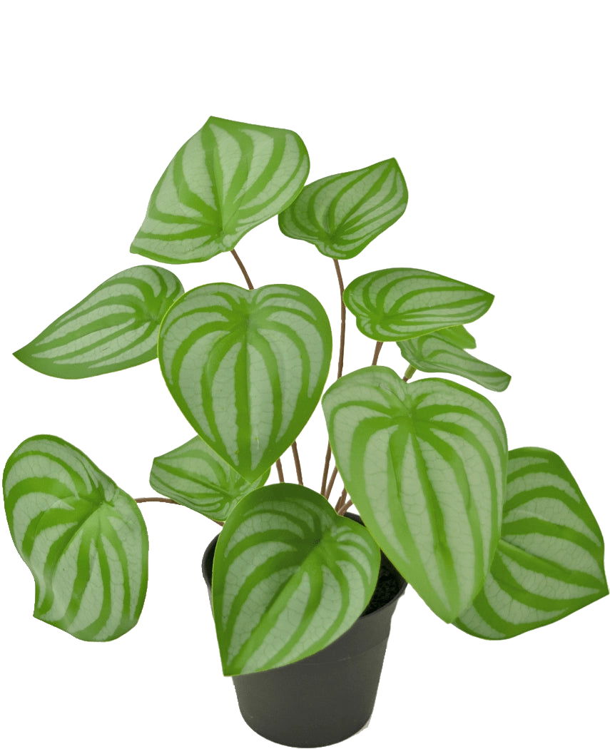De Kunstplant Watermeloen 29 cm is een kunstplant met hartvormige groene bladeren en lichtgroene strepen, weergegeven in een kleine zwarte pot tegen een effen witte achtergrond.