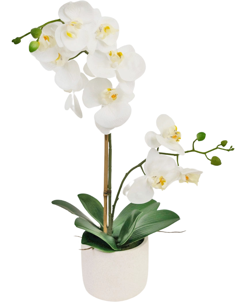 De Kunst Orchidee Real Touch 60 cm wit heeft delicate witte bloemen, groene knoppen en brede groene bladeren, ondersteund door een dunne staak in een kleine witte pot.