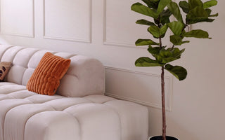 Kunstplant Ficus Tabaksplant in huis.