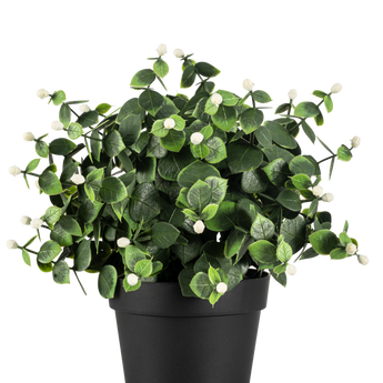 Een kleine potplant met groene bladeren en kleine witte knoppen, geplaatst in een eenvoudige zwarte pot tegen een effen witte achtergrond.