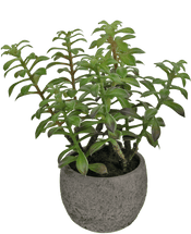 Kunst Vetplant