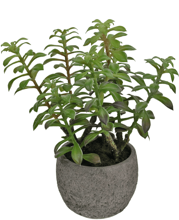 Kunst vetplant