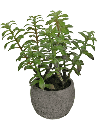 Kunst Vetplant