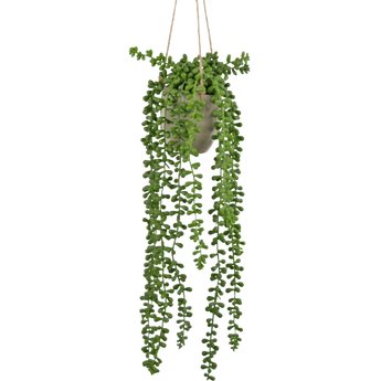 Een hangende pot met een parelsnoerplant, met trapsgewijze stengels met kleine, ronde groene blaadjes, tegen een effen witte achtergrond.