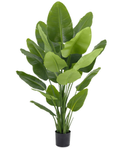 Kunst Strelitzia