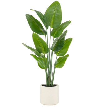 Grote groene plant met grote, glanzende bladeren in een eenvoudige witte cilindervormige pot, tegen een effen witte achtergrond.