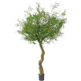 Een olijfboom in pot met een gedraaide, slanke stam en dicht, groen gebladerte, tegen een effen witte achtergrond.