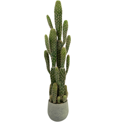 Kunst Cactus