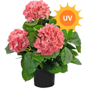 Kunstbloemen UV