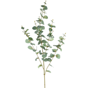Kunst Eucalyptus