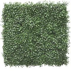 Kunsthaag Buxus