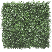 Kunsthaag Buxus