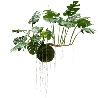 Een kokedama plant met groene monstera bladeren groeit uit een mosbal, met lange wortels die naar beneden hangen tegen een witte achtergrond.