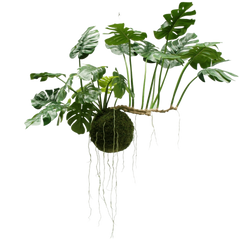 Grote Hangplanten