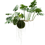 Grote Hangplanten