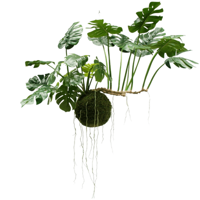 Grote Hangplanten