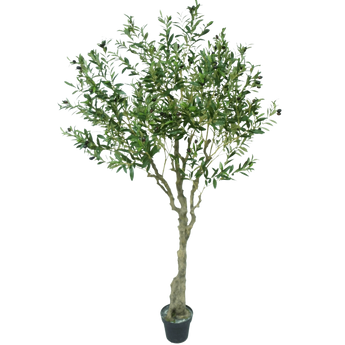Een olijfboom in pot met een slanke stam en dichte groene bladeren, afgebeeld tegen een effen witte achtergrond.