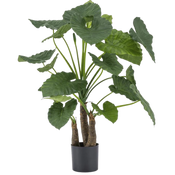 Kunst Alocasia