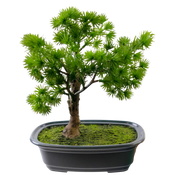 Kunst Bonsai