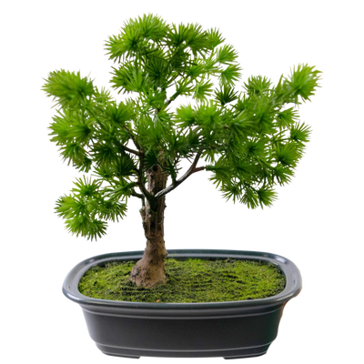 Kunst Bonsai
