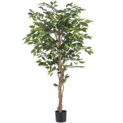 Kunst Ficus
