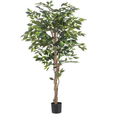 Kunst Ficus
