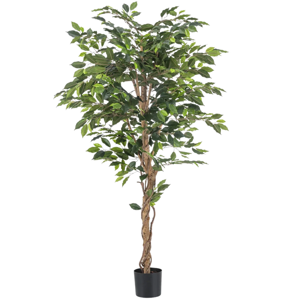 Kunst Ficus