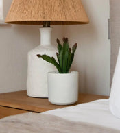 Kunst Vetplant
