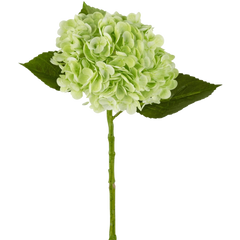 Kunst Hortensia