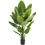 Kunst Strelitzia