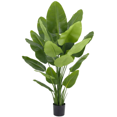 Kunst Strelitzia