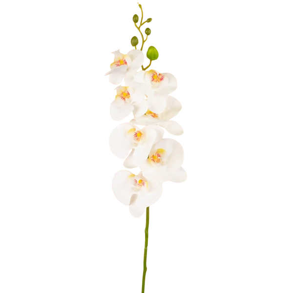 Kunst Orchidee