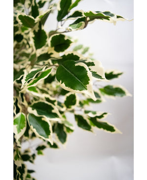 Kunstplant Ficus Exotica 165 cm