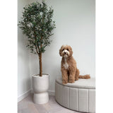 Een pluizige, lichtbruine hond zit op een beige gestoffeerde bank naast de Kunst olijfboom UV 180 cm met groene bladeren, tegen een witte muur en lichthouten vloer.