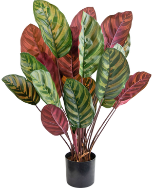 Kunstplant Calathea Makoyana 60 cm rood