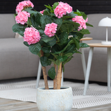 De Kunstplant Hortensia UV 85 cm roze heeft levendige roze hortensiabloesems en donkergroene bladeren in een pot, perfect voor binnendecoratie op een houten vloer, met een bank en tafeltje op de achtergrond.