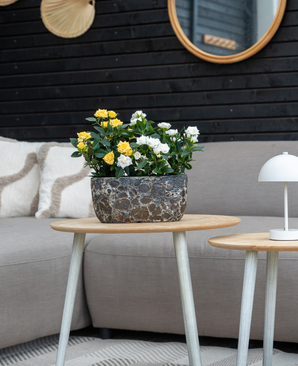 De Kunstplant Mini Rose 35 cm geel met gele en witte bloemen staat op een ronde houten bijzettafel. Daarachter staan een beige bank met kussens, een kleine witte lamp op een ander tafeltje en een donkerhouten muur versierd met ronde spiegels.