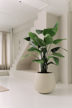 Kunstplant Strelitzia Real Touch Deluxe 180 cm