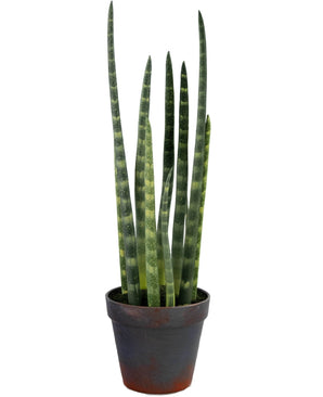 Kunst Sansevieria Cylindrica 43 cm